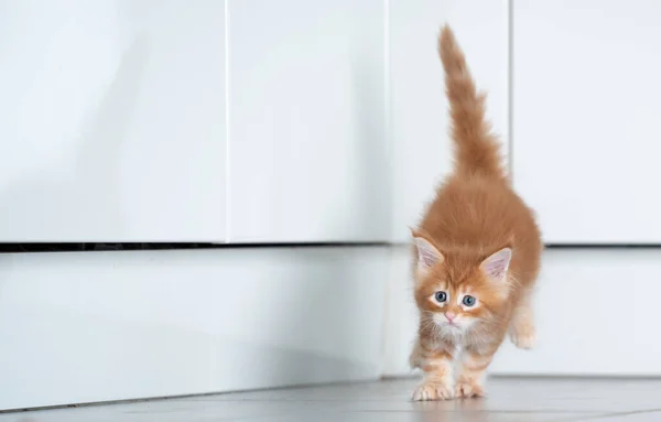 Gatito juguetón corriendo en piso de cocina — Foto de Stock