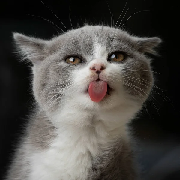 Divertido lindo gatito sobresaliendo lengua —  Fotos de Stock