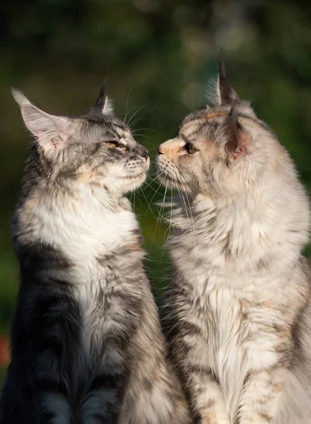 Dwa maine coon koty całowanie na świeżym powietrzu w naturze — Zdjęcie stockowe