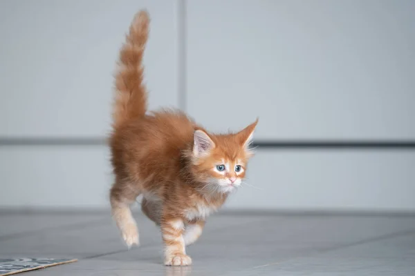 Gatinho brincalhão correndo no chão da cozinha — Fotografia de Stock