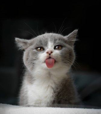 Dilini çıkaran sevimli kedi yavrusu.