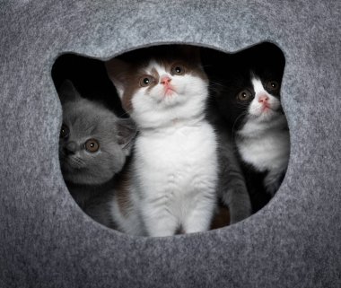 Kedi mağarasında üç meraklı kedi yan yana.