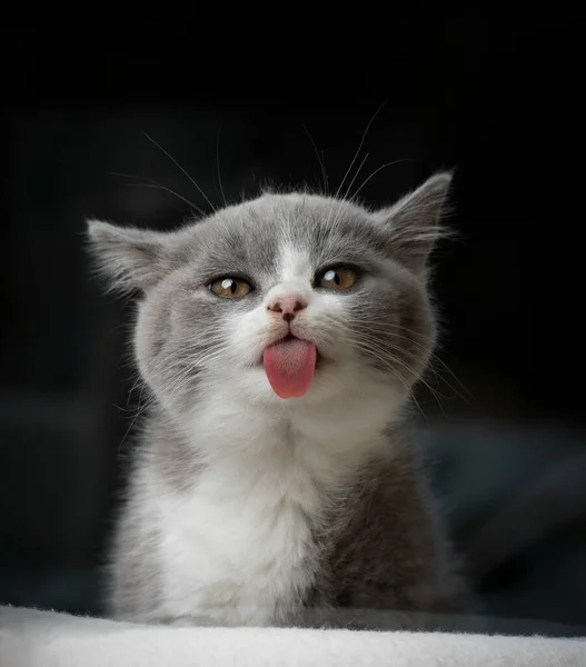 Divertido lindo gatito sobresaliendo lengua —  Fotos de Stock