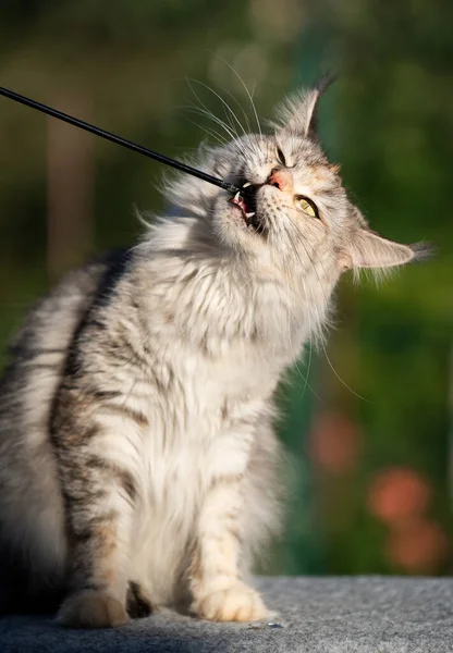 Casulo maine brincalhão gato bengala — Fotografia de Stock