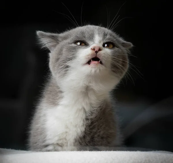 Bonito cinza branco britânico shorthait gatinho meowing — Fotografia de Stock
