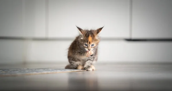 Calico maine coon gatito lamiendo pata en cocina — Foto de Stock