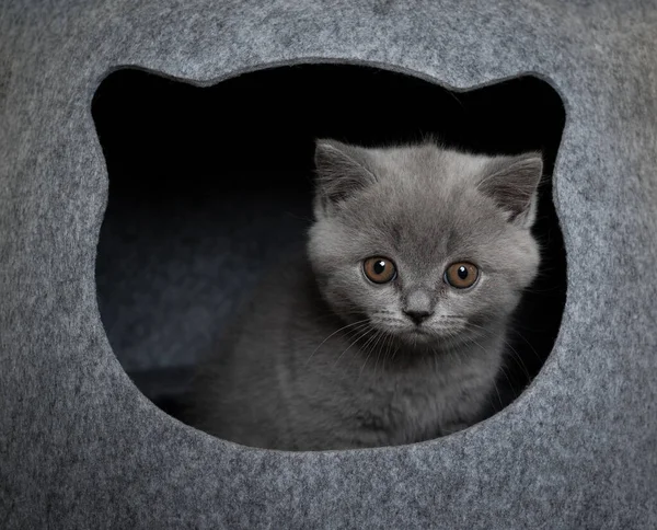 Mignon britannique shorthair chaton à l'intérieur de chat animal grotte — Photo