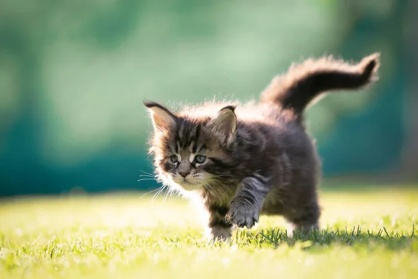 Mały maine coon kotek spacery na zewnątrz po raz pierwszy — Zdjęcie stockowe