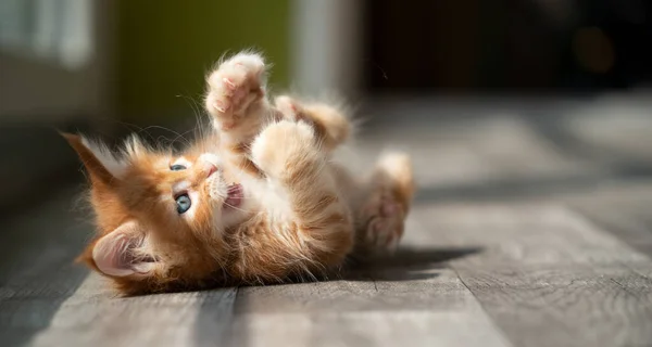 Neşeli kırmızı kedi yavrusu gün ışığında yuvarlanıyor — Stok fotoğraf