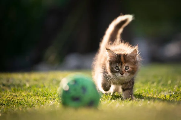 Hravý calico maine coon kotě zvědavý na míč — Stock fotografie