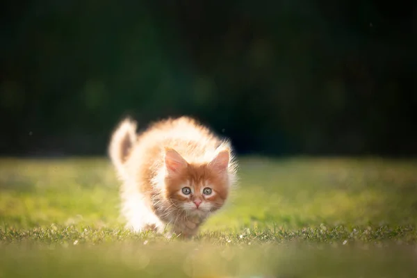 Ingwer Maine Coon Kätzchen lauert im Sonnenlicht — Stockfoto