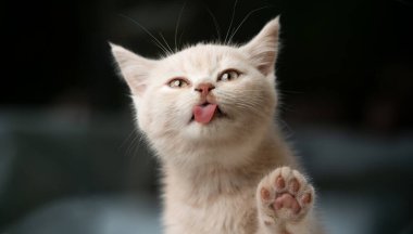 Pencere camını yalayan sevimli kedi yavrusu.