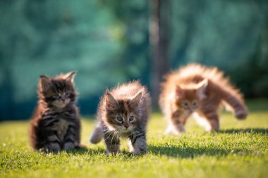 Üç maine rakunu açık havada güneşli bahçeyi keşfediyor.