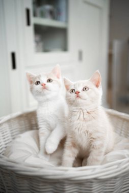 İki sevimli kedi yukarı bakıyor.