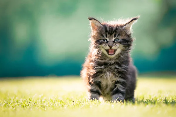 Cute maine coon kitten in nature meowing — Stock Photo, Image