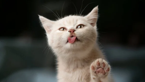 Schattig katje likken ruit glas — Stockfoto