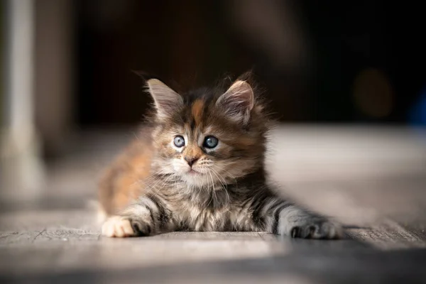 Juguetón calico maine coon gatito retrato — Foto de Stock