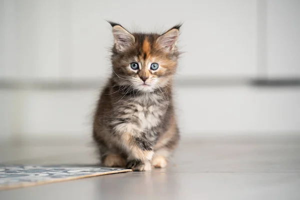 Calicon maine coon gatito sentado en el piso de la cocina — Foto de Stock