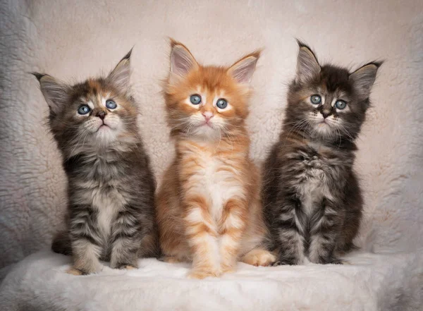 Retrato de três diferentes gatinhos casulo colorido maine — Fotografia de Stock