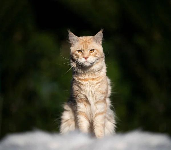 Cream tabby maine coon cat outdoors in sunlight — Stock Photo, Image