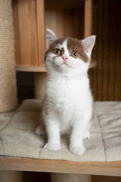Curieux britannique shorthair chaton regarder vers le haut — Photo