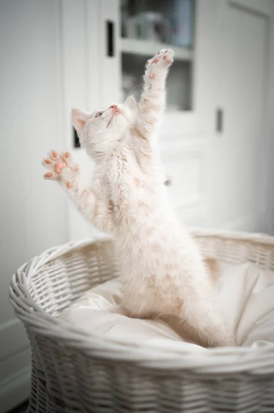 Lindo británico taquigrafía gatito jugando — Foto de Stock
