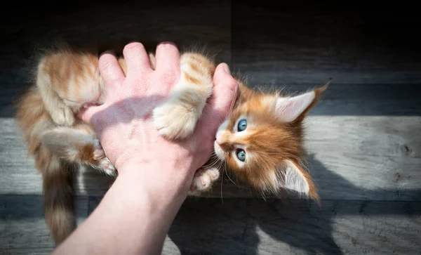 Proprietário do animal de estimação jogando com gatinho de gengibre — Fotografia de Stock