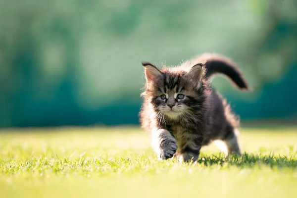 Mały maine coon kotek spacery na zewnątrz po raz pierwszy — Zdjęcie stockowe