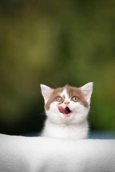 Schattig hongerig katje likken lippen omhoog kijken — Stockfoto