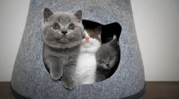 Curieux groupe de chatons ensemble dans la grotte pour animaux — Photo