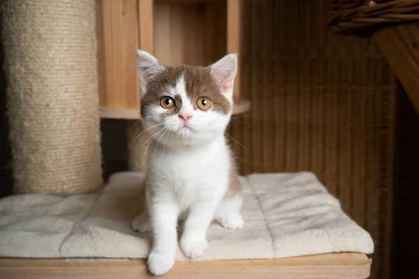 Curious british shorthair kitten on scratching post — Stock Photo, Image