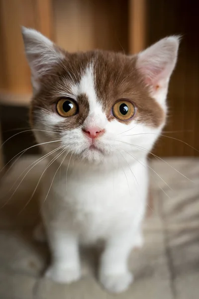 Curioso britânico shorthair gatinho olhando para a câmera — Fotografia de Stock