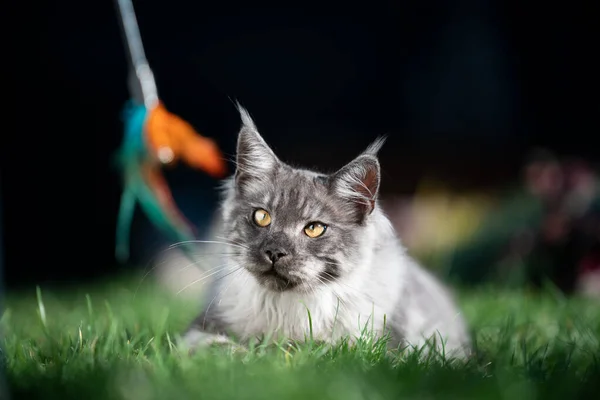 Intreccio maine coon gatto all'aperto in giardino — Foto Stock