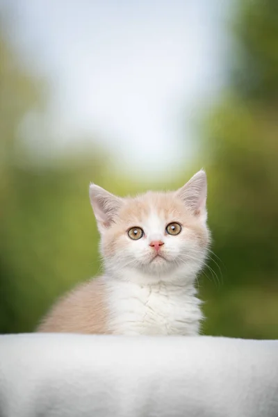 Krémszínű brit gyorsírás cica portré — Stock Fotó