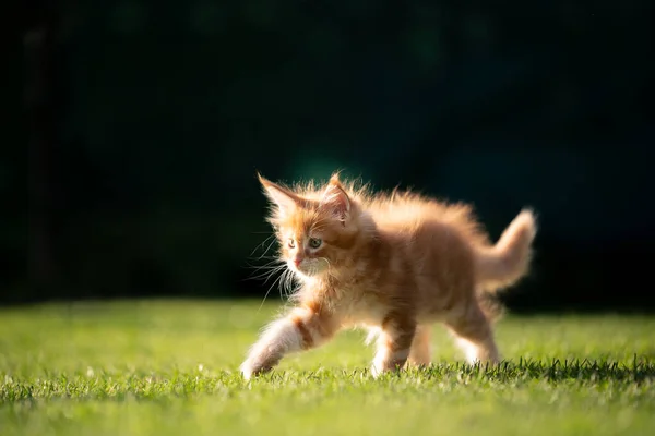 Jengibre maine coon gatito caminando en hierba —  Fotos de Stock