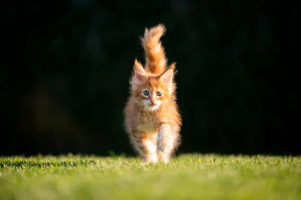 Imbir maine coon kotek działa w kierunku kamery na trawie w świetle słonecznym — Zdjęcie stockowe