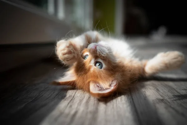 Playful red kitten rolling in sunlight — Stock Photo, Image