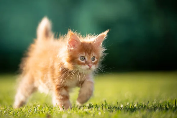Imbir maine coon kotek pachnące ostrze trawy — Zdjęcie stockowe
