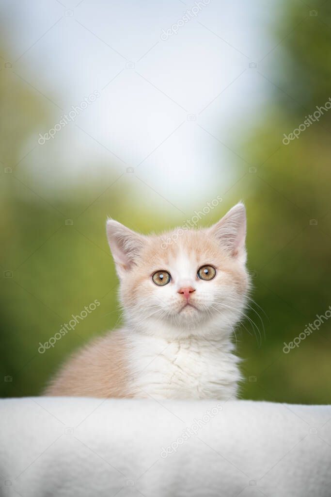 cream colored british shorthair kitten portrait
