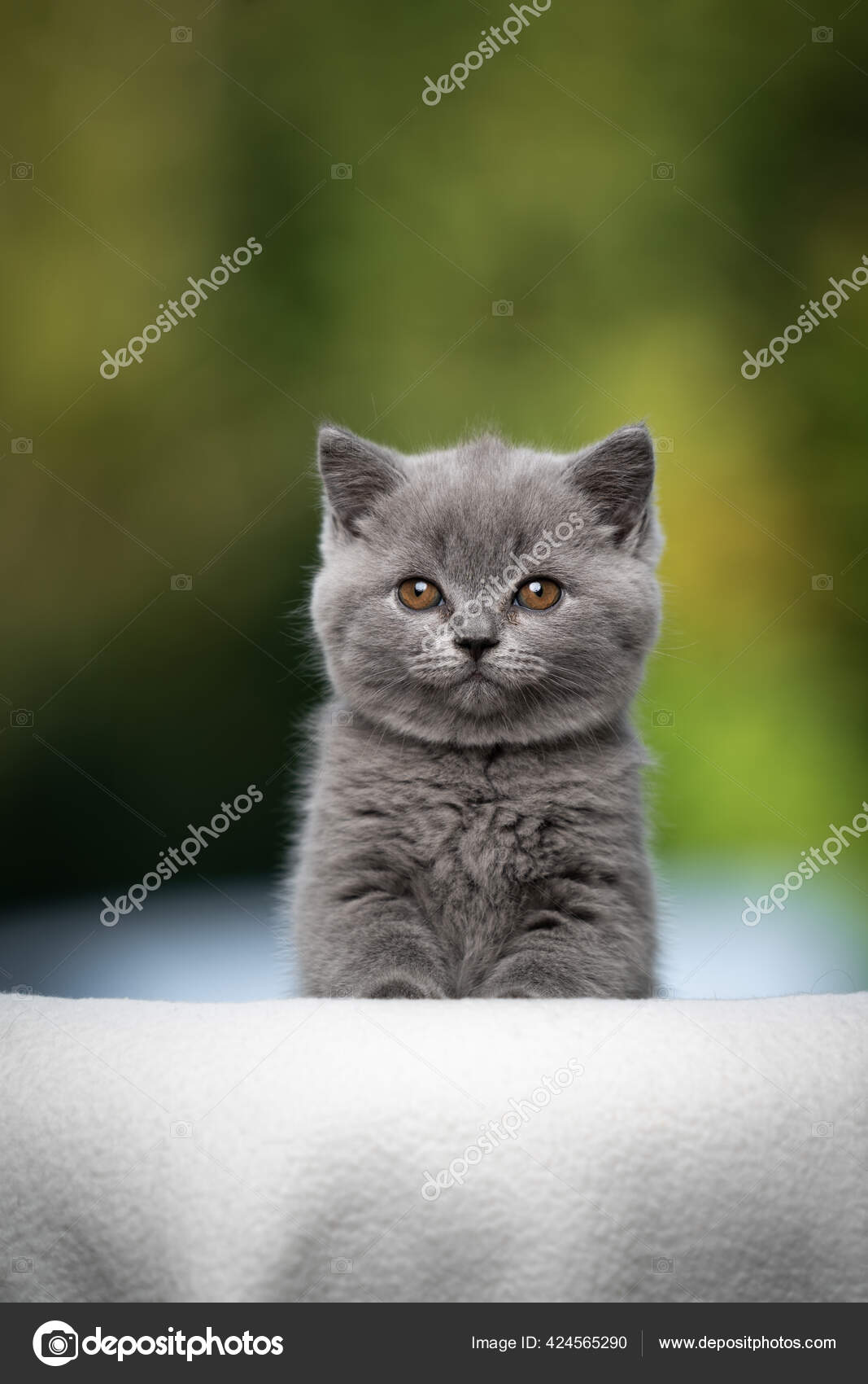 Cinnamon blue online british shorthair