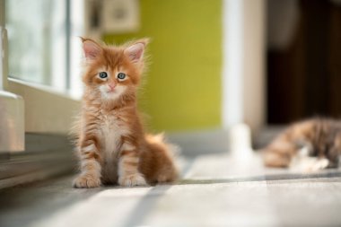 Pencerenin yanında duran kırmızı kedi yavrusu