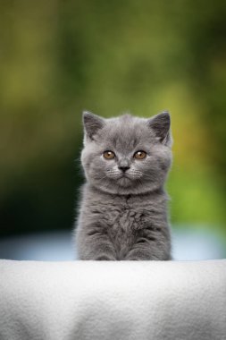 Genç İngiliz kısa hava kedisi mavi portresi