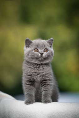 Genç İngiliz kısa hava kedisi mavi portresi