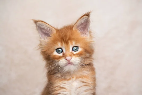 Red ginger tabby maine coon kitten studio portrait — Stock Photo, Image