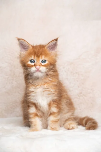 Rood gember tabby maine coon kitten studio portret — Stockfoto