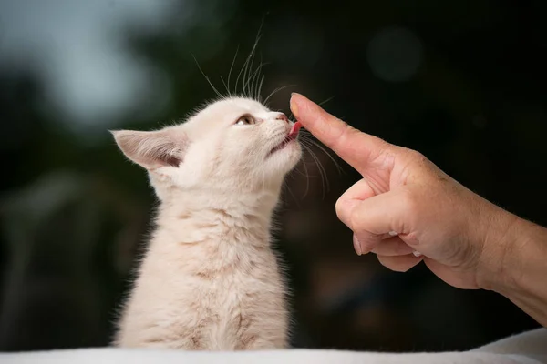 Bonito britânico shorthair gatinho lambendo dedo — Fotografia de Stock