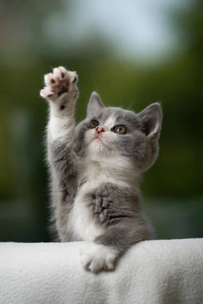 Bonito jogar britânico shorthair gatinho levantando pata — Fotografia de Stock