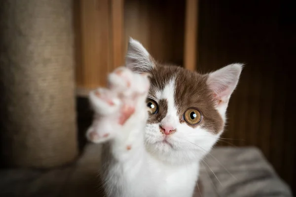 Brincalhão britânico shorthair gatinho levantando pata atingindo câmera — Fotografia de Stock