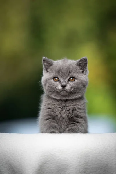 Jeune britannique shorthair chaton bleu portrait — Photo