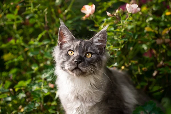 Jovem maine casulo gato ao ar livre em ambiente natural — Fotografia de Stock